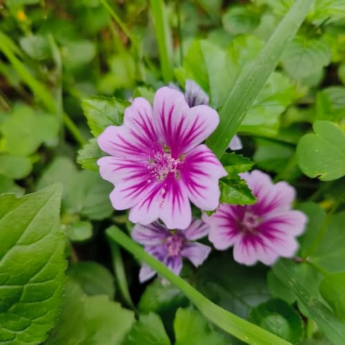 Semi di malva, resistenti al freddo rampicanti da esterno giardino da giardino interno balcone raro roccioso rampicanti recisidi 1000pcs
