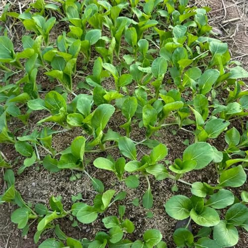 Semi di pak choi, cavolo cinese alla senape in vaso rampicanti da giardino roccioso balcone serra interna decorazione rara di vecchie varietà 50pcs