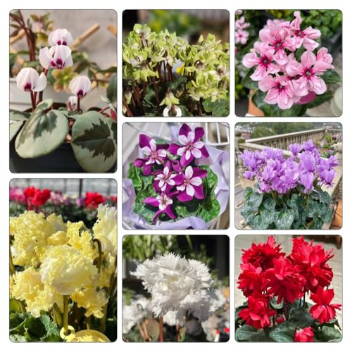 Semi di ciclamino Vecchie varietà resistenti giardino roccioso giardino balcone con interna decorazioni per esterni recisi balcone rara 500pcs