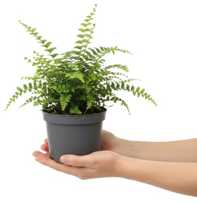 DECOALIVE Planta Nephrolepis Exaltata 12 cm Maceta, Helecho Espada 25 cm de Follaje Ligero para Casa