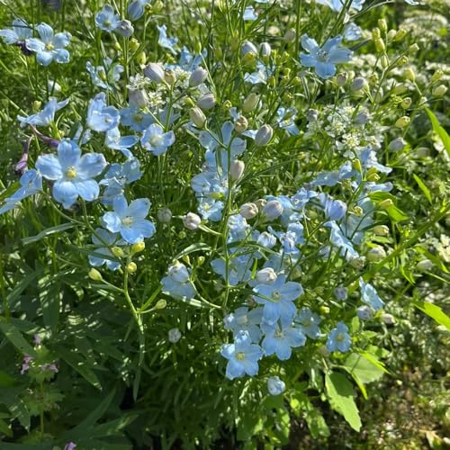 semillas de espuela caballero decoración ornamentales jardín balcón 100pcs