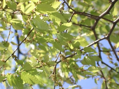 Japanische Zelkove Zelkova serrata Pflanze 70-80cm Keaki Japanische Ulme Rarität