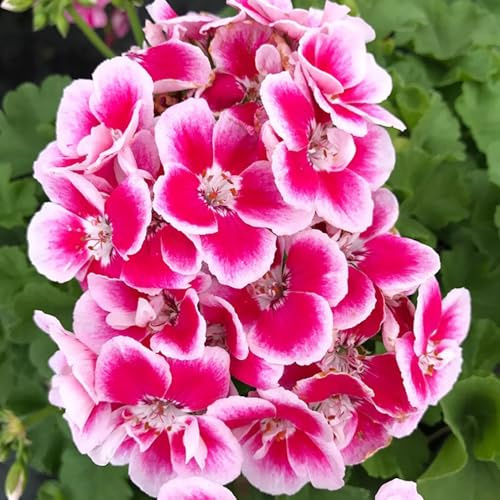 geranio - giardino roccioso in vaso copertura del terreno raro 140semi