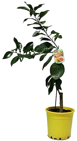 Citrus Paradisi Tu Árbol Frutal Ideal Para el Exterior del Hogar - Pomelo