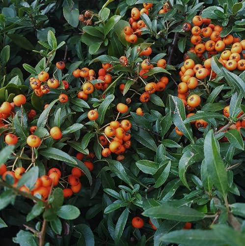 Vivai le Georgiche - Pianta vera di Pyracantha Navaho Agazzino - vaso Ø 18 cm