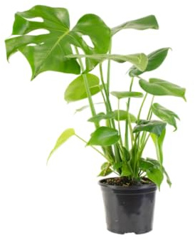 Monstera Deliciosa en Maceta Planta Viva con Hoja Perforada Ideal para Espacios Modernos