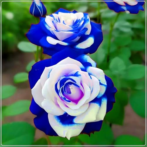 Seltene und leuchtende Rose, hochwertige Sorte – mehrjährige winterharte Rose, geeignet für die Innen- und Gartendekoration-1 rhizome-D