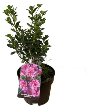 Fresh Plants Pflanze - Japanische Azalee - Azalea japonica ‘Babuschka’ Topf Ø 15 cm - Höhe ca. 35 cm
