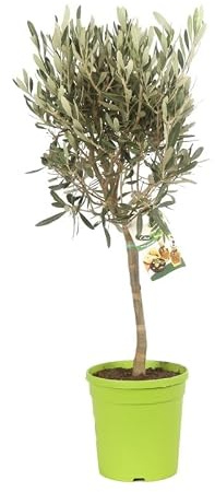 Olivier Olea Europaea 40 cm Pot 16cm - Plante En Pot - Floraison Mai à Juin Exposition - Hauteur 40 Cm - Exposition Soleil Sol