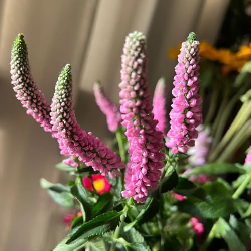 salbeisamen - indoor garten, wild, winterharte mehrjährig kaufen, 400pcs