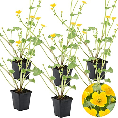 Bloomique - Lot de 6 - Caltha Palustris - Populage des marais - Plantes de bassin - Rustique - Hauteur 15-25 cm - Pot 9 cm