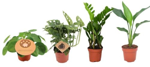 Zimmerpflanzen Set – 4er Pflanzenbox – Ø12cm – 20–40cm – Monstera, Strelitzia, Zamioculcas, Pilea – Immergrün & pflegeleicht – Luftreinigende Deko