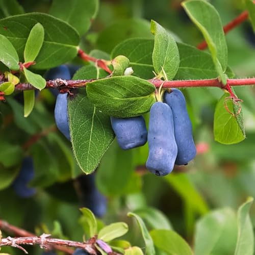 Mirtillo siberiano biologici mirtillo giardino roccioso con, sostenibili in rialzata Coltivare 160semi