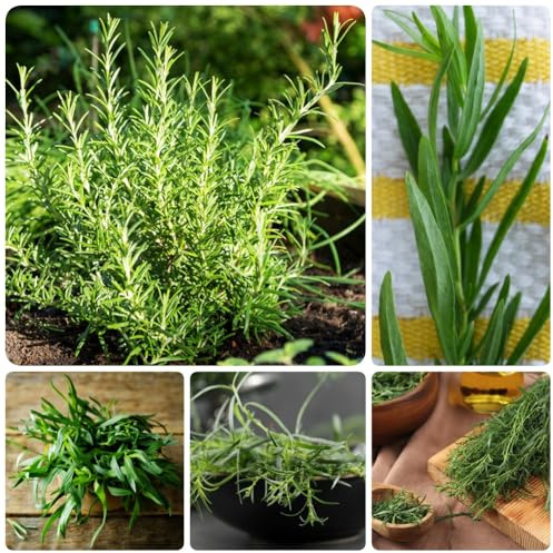 Semi di dragoncello, resistenti per il giardino semi per aiuole rialzate esotiche semi di resistenti 100pcs