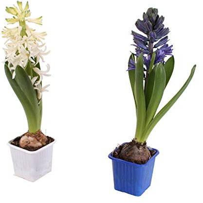 Duo de Bulbos de Jacinto DECOALIVE Bulbos de Hyacinthus Orientalis