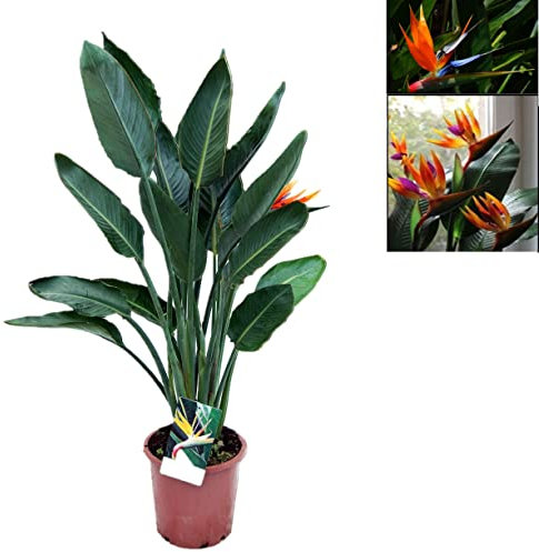 Strelitzia Reginae (Ave del paraiso) Planta de Interior y Exterior Natural de 80 cm Altura - Planta Natural - Planta Viva