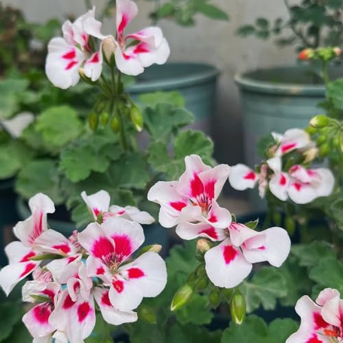 geranio semi selvatici perenni estivi resistenti serrature balcone ufficio bonsái interni trepadora reale 450pcs