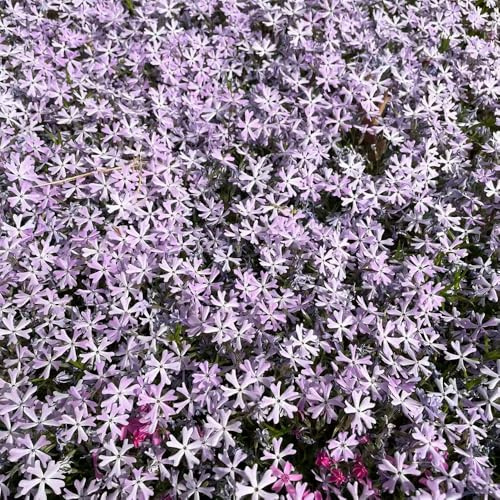 teppichphlox - phloxsamen bio balkon blumendeko kletterpflanzen steingartenpflanzen gartenblumen balkonpflanzen wildblumen exotische blumenbeet zierblumen für sonnige plätze balkon 160samen