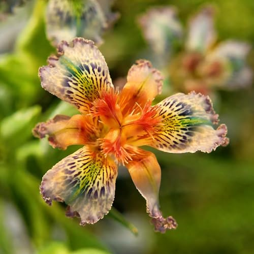 lirios, lirios - cubresuelos, resistentes, bulbo debalcón, decorativas en maceta sostenibles jardín 8bulbos