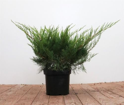 Juniperus pfitzeriana 'Mint Julep' 30-40 cm – Immergrün, Winterhart, Pflegeleicht – Wacholder – Heckenpflanze für Garten & Sichtschutz
