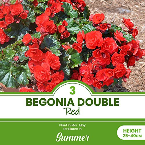3 x Begonia Double Red – Colour of Love – Perennial – Multi-Layered Flowers – Summer Flowering Bulbs – for Your Beautiful Garden