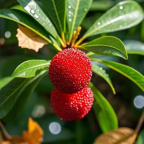 Erdbeerbaum arbutus indoor garden gewächshaus balkon bonsai bäumchen kaufen topfpflanzen balkonpflanzen hochbeete für garten zwergobstbäume exotische zimmerpflanzen bonsaibaum 30samen
