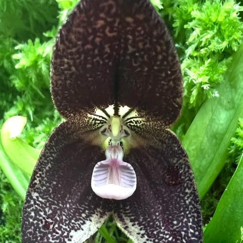 orchidea scimmia - per l' di semi di d'appartamento rara Decorazioni giardino per esterni semi tappezzanti 200semi