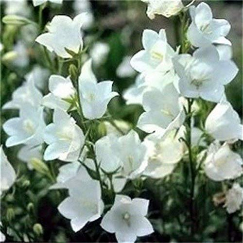 Potseed Campanula Peach-Leafed- Bianco- 100 Semi - - Bogo 50% off Sale