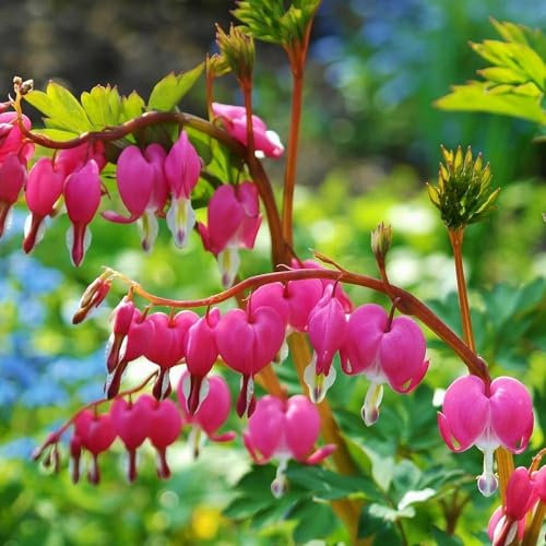 Plant Theory Bleeding Heart Perennials Flowering Plants Lamprocapnos Spectabilis 2L Pot