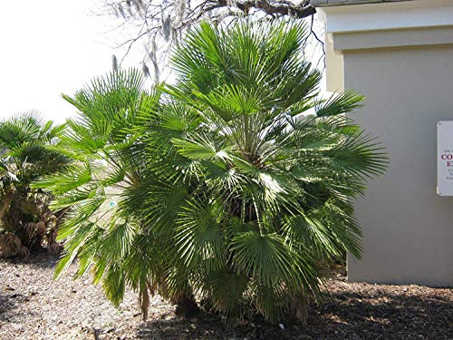 Potseed Keimfutter: 10: Chamaerops humilis (European Fan Palm) - Frische Samen!