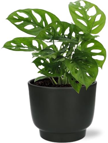 Fensterblatt - Monstera Monkey Leaf - Zimmerpflanze - Ø12cm - 30cm + Topf Potenza D13x11cm Schwarz