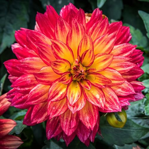 Dahlia for Planting,Flowering Tubers, Dahlia Bulbs Mix,Excellent Display Indoor Perennial Balcony Garden Bulbs-4 Bulbs-J