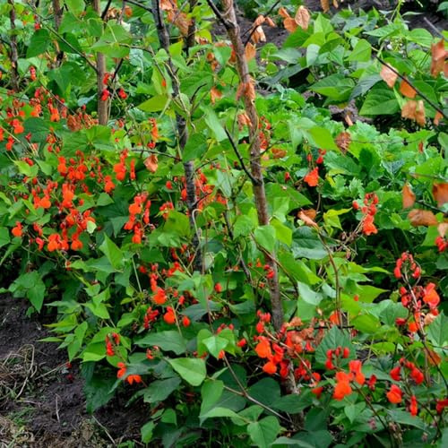 feuerbohnen bio - bohnen wintergemüse winterharte garten prunkbohnen steingartenpflanzen kräuterpflanzen hochbeete für garten gartenpflanzen winterhart mehrjährig gartenkräuter bio 80samen