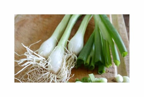 Pcs - 1x Lauchzwiebel Blanc Lisbonne Samenband Légumes Plantes - Graines K577 - Seeds & Plants Shop by Ipsa