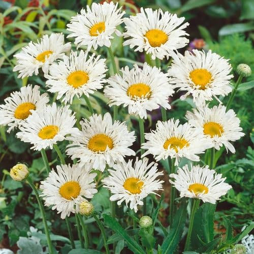 Plant World Seeds - Leucanthemum X Superbum Crazy Daisy Seeds (Annual/Perennial Flower Seeds)