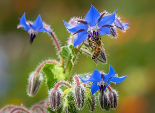 Borretsch Samen Bienenfreundlich – 150 Korn Gurkenkraut (Borago officinalis) – Heilpflanze & Gewürzkraut für Hochbeet, Balkon & Garten – Essbare Blüten