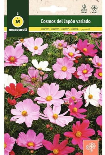 Mascarell Semillas, COSMOS DEL JAPÓN VARIADO, Semillas Flores Exterior para Decoración, 3 Gramos