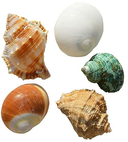HIFRQVVC Coquillage Naturel,Coquillages de Plage, Coquilles de Bernard-l'ermite, Taille d'ouverture 0,6 à 2 Pouces Fournitures de Bernard-l'ermite Coquilles de Bernard-l'ermite Naturelles