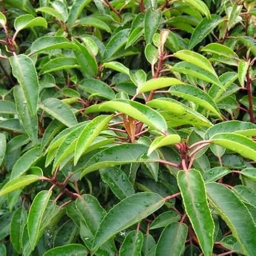 Vivai le Georgiche - Pianta vera di Prunus lusitanica Angustifolia Prunus lusitanica 'Myrtifolia' Lauro del Portogallo - vaso Ø 18 cm