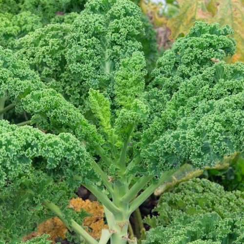 semi di cavolo riccio - balcone rare resistenti regali giardino vecchie varietà perenni 800pcs
