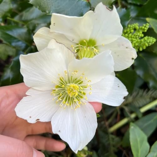 christrose christrosen dekopflanzen gartendeko für draußen schnittblumen blumensamen kaufen bonsai topf pflanztöpfe herbstpflanzen winterhart blühend gartenkräuter gartenblumen 600samen