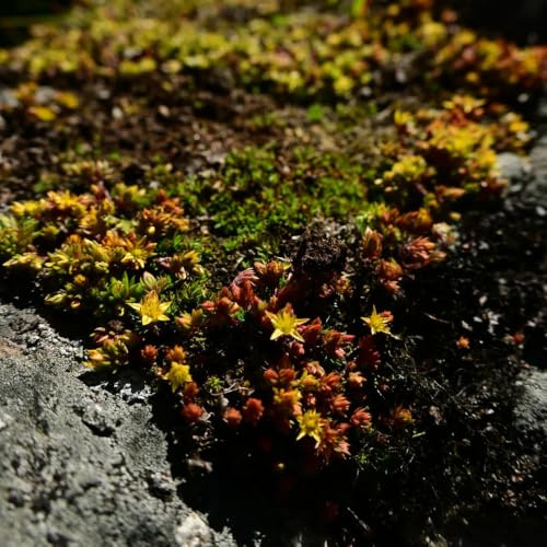 Sedum - resistentes en exteriores de jardín de rocas interio 160semillas