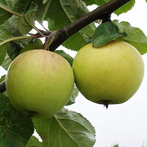 Apfelbaum Beloe Astrachanskoe, Sommerapfel, veredelte Apfelbaum ca. 180 cm. Белое Астраханское
