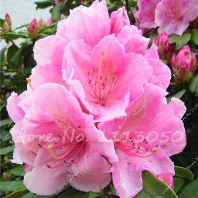 4: 50 Pz/borsa Semi di Azalea giapponese Rododendro Azalea Semi di fiori Semi di albero Copertura di fiori 15 Colori Pianta fai da te Giardino di casa:Seeds