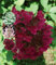 Rispenhortensie 'Wim’s Red' – Hydrangea paniculata im 3L Topf | Winterhart & pflegeleicht | Rot-weiße Blütenpracht | Blühfreudiger Zierstrauch für Garten, Beet & Kübel