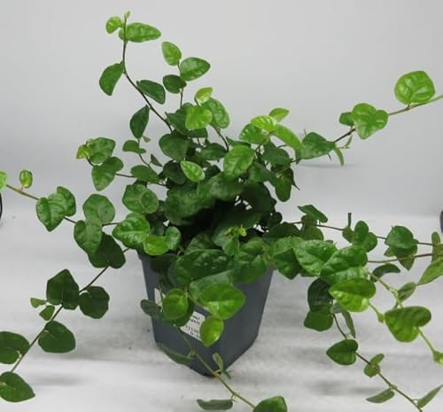 florari Ficus pumila/Kletterfeige