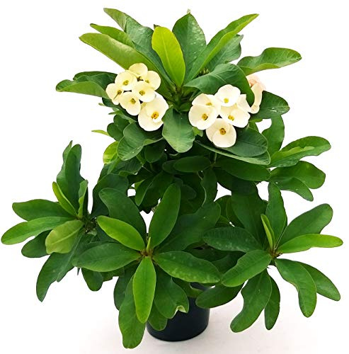 POWERS TO FLOWERS - EUPHORBIA MAXIMA BIANCA, ATHENA, Vaso 16cm diametro, Spina di cristo, pianta vera