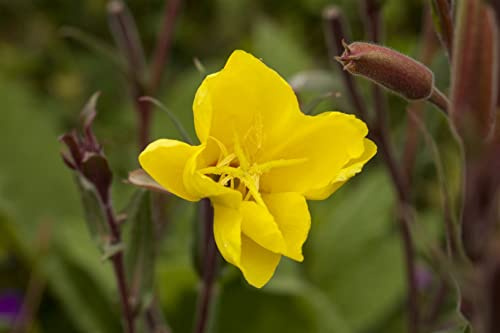 Oenothera odorata 9x9 cm Topf – Winterhart, Mehrjährig, Pflegeleicht – Duft-Nachtkerze – Staude für Beet & Rabatte