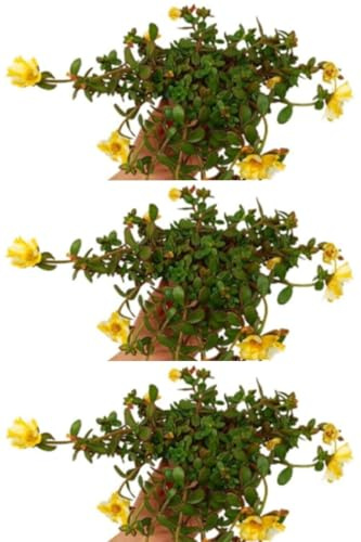 Pack de 3 plantas de Verdolaga, 20-25 cm. Planta rastrera, suculenta, flores variadas Segura Garden.