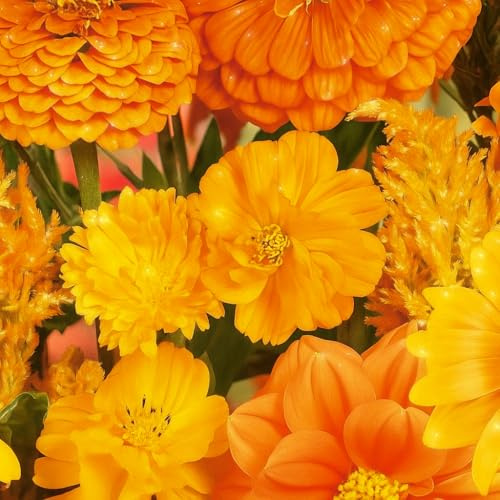 250 Graines de Fleurs d’Été – Mélange de Nuances d’Orange - Mélange de 12 Variétés ORANGE - Fleur Jardin - 376